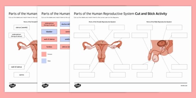 The Female Reproductive System Worksheet Unique Parts Of the Human Reproductive System Cut and Stick