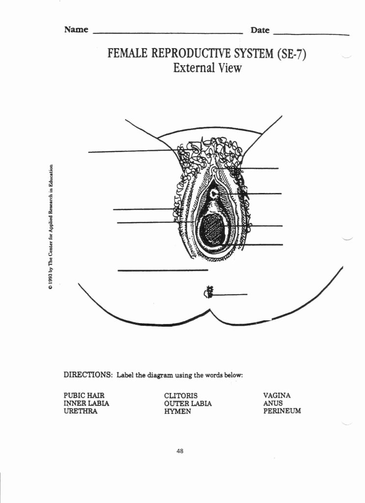 The Female Reproductive System Worksheet Unique Pin by Agc On Worksheets