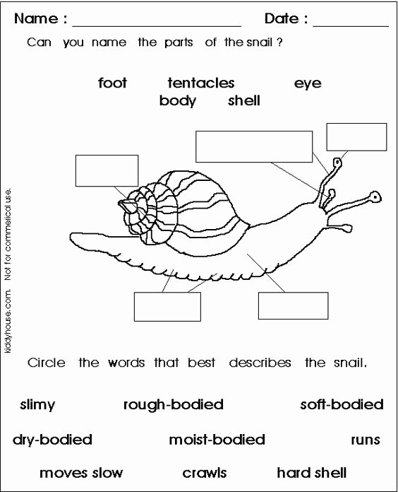 The Language Of Science Worksheet Best Of Snail Diagram with Labelling Google Search