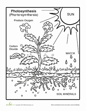 The Nature Of Science Worksheet Beautiful Synthesis Coloring Page