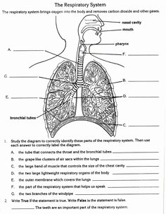 The Respiratory System Worksheet Awesome 1000 Images About Random On Pinterest