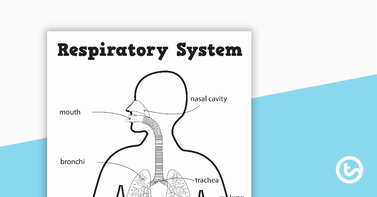 The Respiratory System Worksheet Awesome the Respiratory System Worksheets Teaching Resource