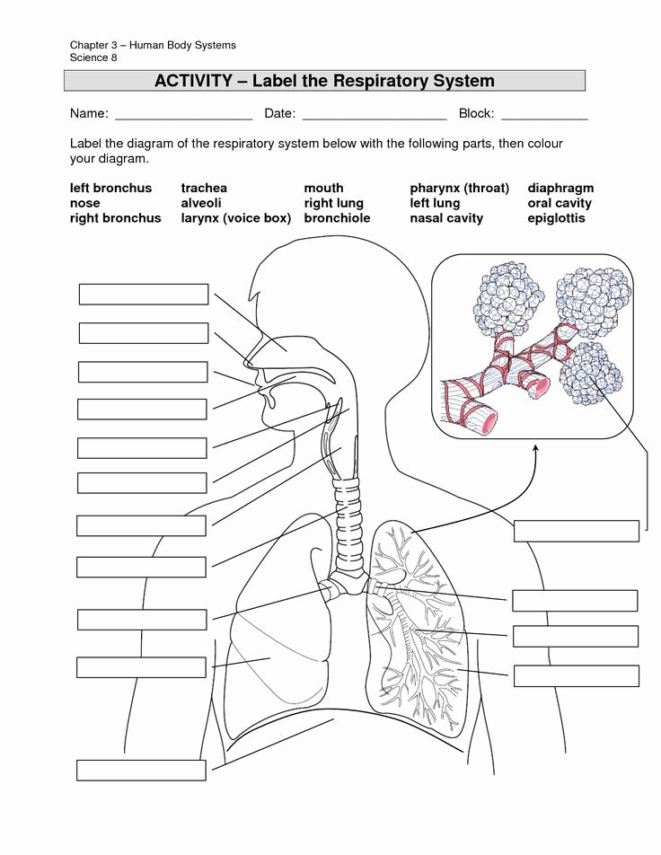 The Respiratory System Worksheet Beautiful Image Result for Anatomy Labeling Worksheets