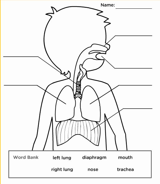 The Respiratory System Worksheet Beautiful Respiratory System Body Systems