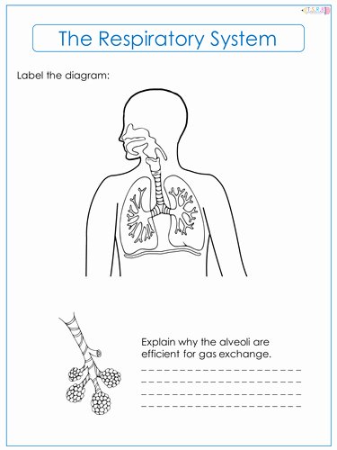 The Respiratory System Worksheet Beautiful Respiratory System Worksheet by thescienceresourcebank