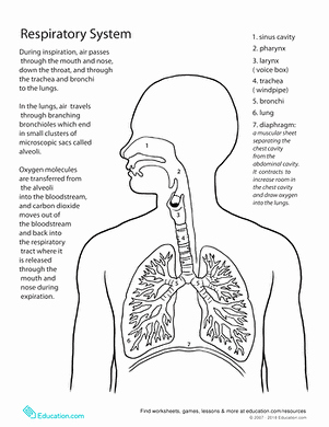 The Respiratory System Worksheet Best Of Inside Out Anatomy the Respiratory System