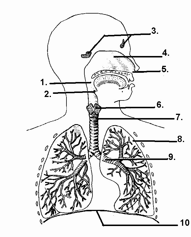 The Respiratory System Worksheet Best Of Respiratory System – Hsc Pdhpe