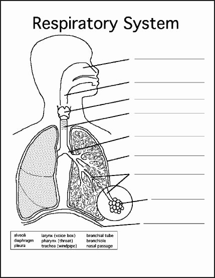 The Respiratory System Worksheet Elegant Chsh Teach the Respiratory System Teaching Resources and