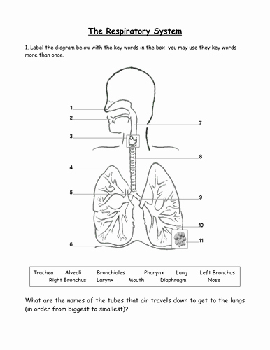 The Respiratory System Worksheet Elegant Juke Boxx Profile Tes
