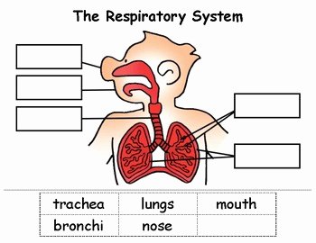 The Respiratory System Worksheet Elegant Respiratory System Cut &amp; Paste by Nikki Squillante