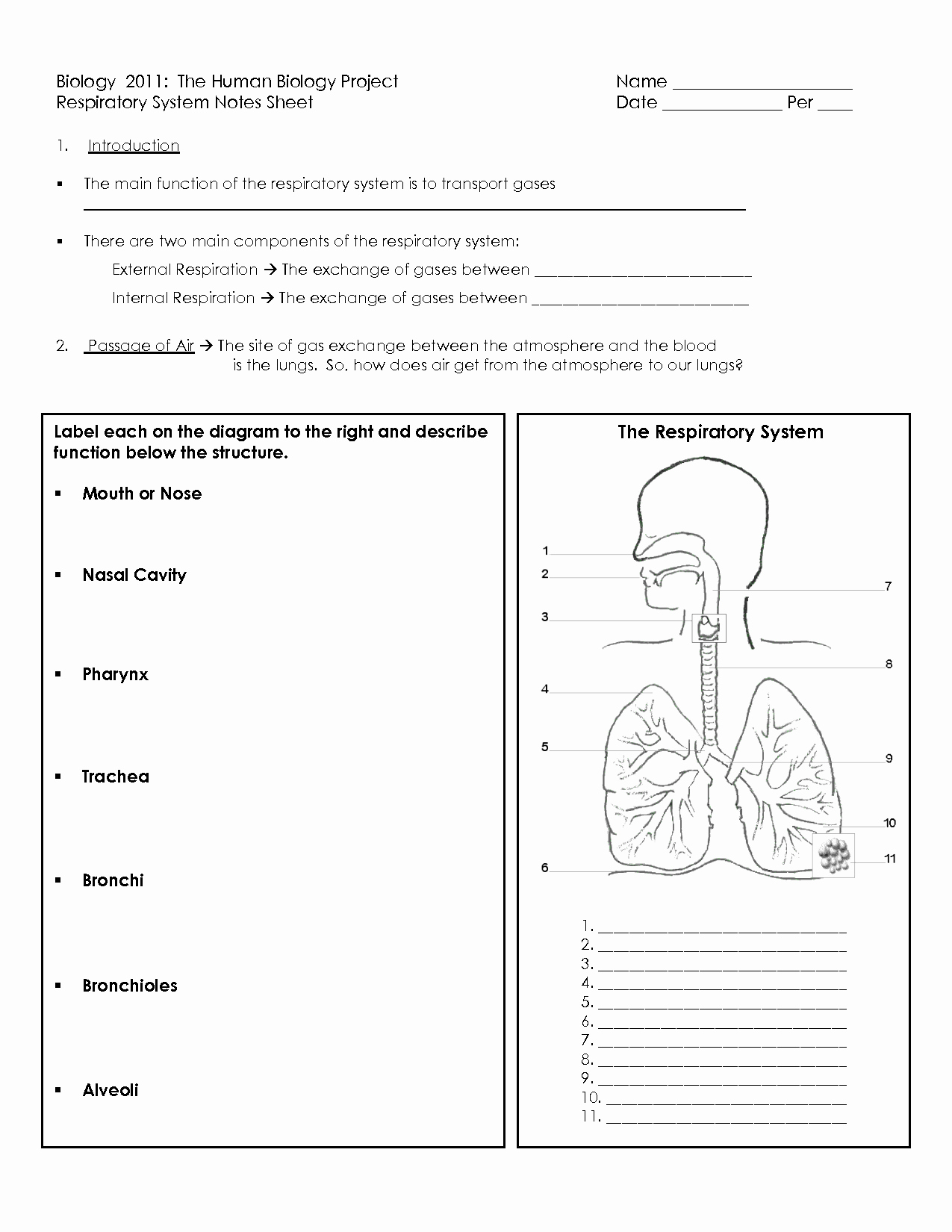 The Respiratory System Worksheet Fresh Human Respiratory System Worksheet Science