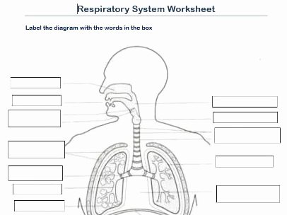 The Respiratory System Worksheet Inspirational Label the Respiratory System Worksheet by Scottactive