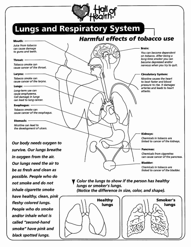 The Respiratory System Worksheet Lovely Free Lung Worksheets