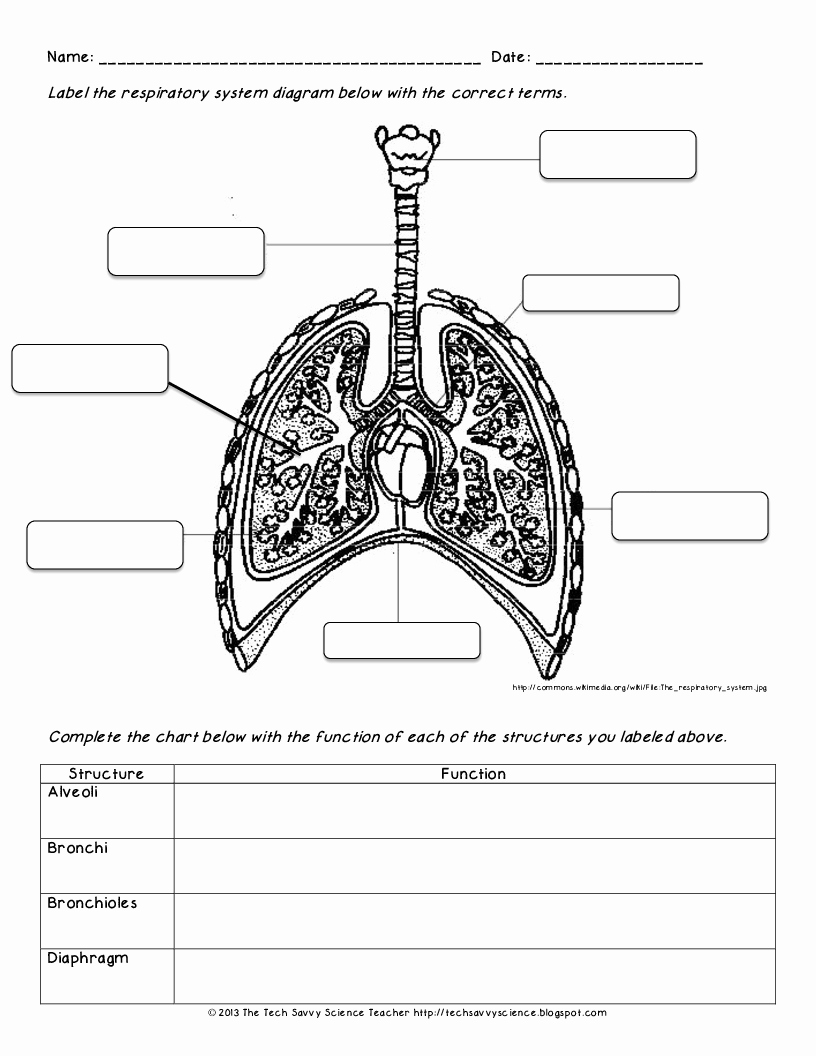 49 The Respiratory System Worksheet
