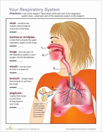 The Respiratory System Worksheet Lovely Respiratory System Worksheets and the Human Body On Pinterest