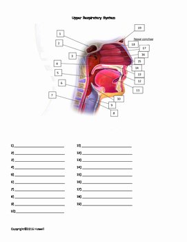 The Respiratory System Worksheet Lovely the Upper Respiratory System Quiz or Worksheet by