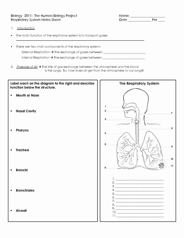 The Respiratory System Worksheet Luxury Awesome Respiratory System for Kids for Kids