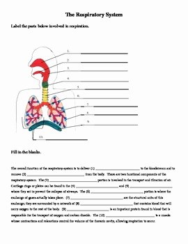 The Respiratory System Worksheet New Respiratory System Labeling and Cloze Worksheet by Jer520