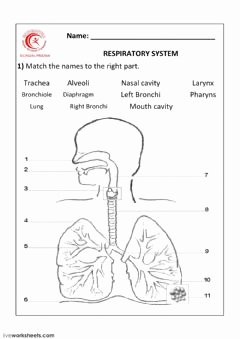 The Respiratory System Worksheet New Simple Machines 1 Interactive Worksheet