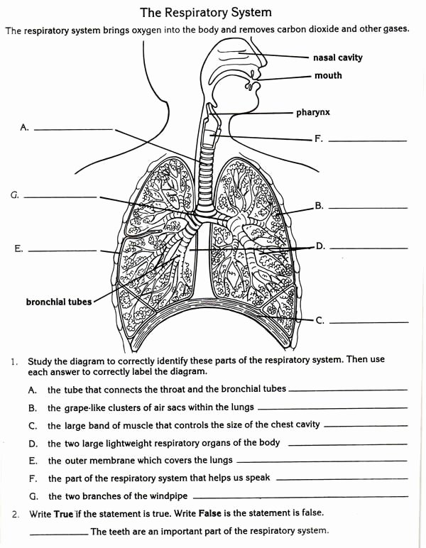 The Respiratory System Worksheet Unique 81 Best Images About Anatomy and Physiology Jr High On