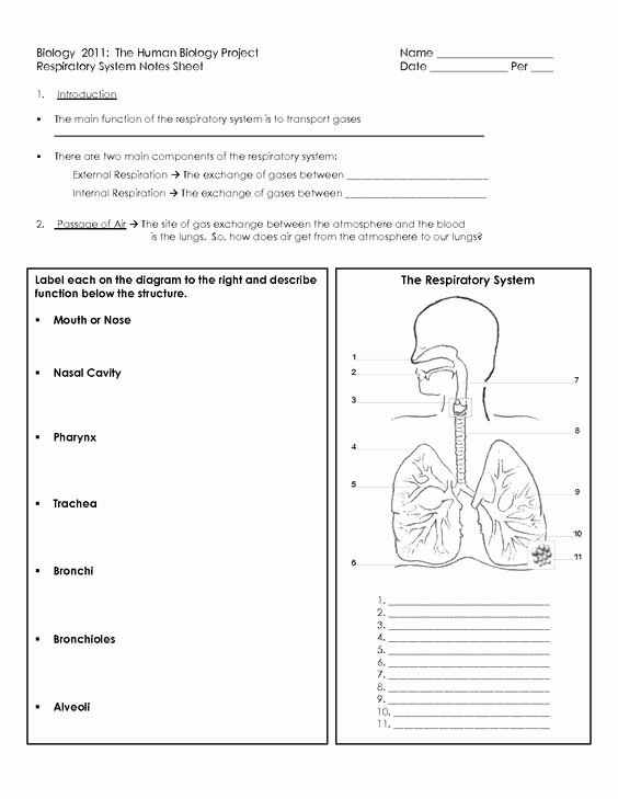The Respiratory System Worksheet Unique Human Respiratory System Worksheet School