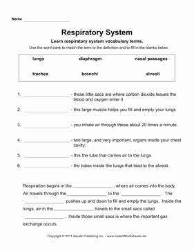 The Respiratory System Worksheet Unique Respiratory System