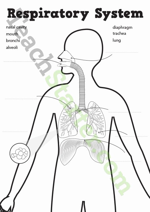 The Respiratory System Worksheet Unique the Respiratory System Worksheets Teaching Resource