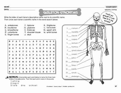 The Skeletal System Worksheet Beautiful Skeleton Synonyms Lesson Plans the Mailbox