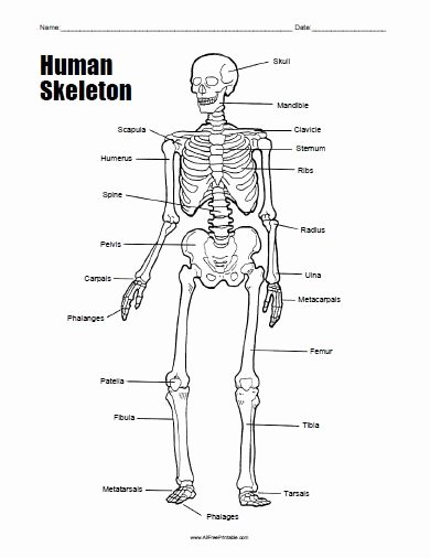 The Skeletal System Worksheet Best Of Free Printable Human Skeleton Worksheet