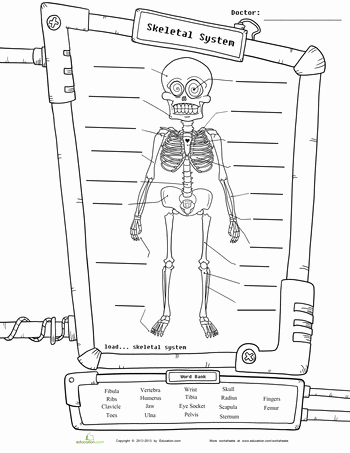 The Skeletal System Worksheet Best Of Skeleton Diagram School
