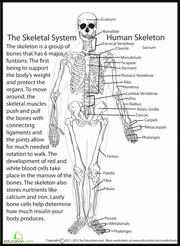 The Skeletal System Worksheet Elegant Human Skeletal System Education