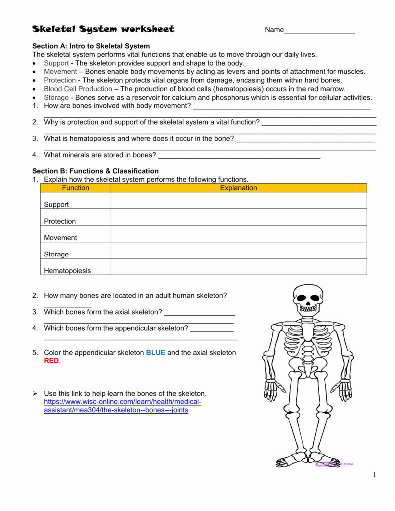 The Skeletal System Worksheet Elegant Skeletal System Worksheet