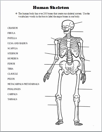 The Skeletal System Worksheet Fresh Best 25 Skeletal System Worksheet Ideas On Pinterest