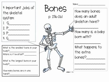 The Skeletal System Worksheet Fresh Skeletal System Worksheet Bju Press by Elyssa Vandelinde