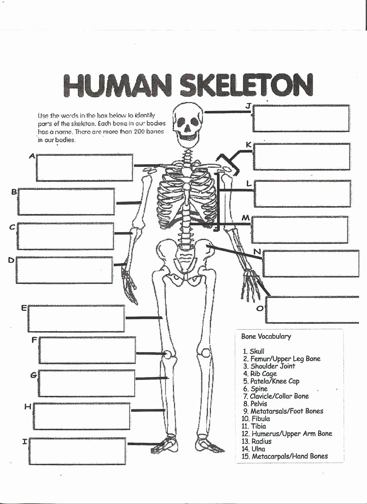 The Skeletal System Worksheet Inspirational Digestive System Labeling Worksheet Answers Human Skeleton