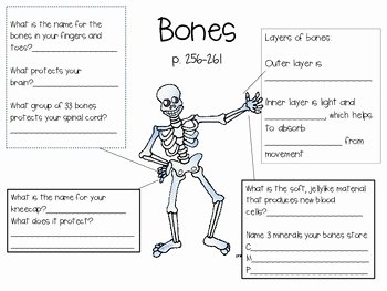 The Skeletal System Worksheet Lovely Skeletal System Worksheet Bju Press by Elyssa Vandelinde