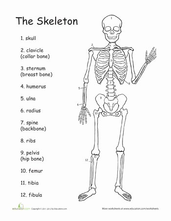 The Skeletal System Worksheet Luxury the Skeleton Worksheet Hoja De Trabajo Del Esqueleto