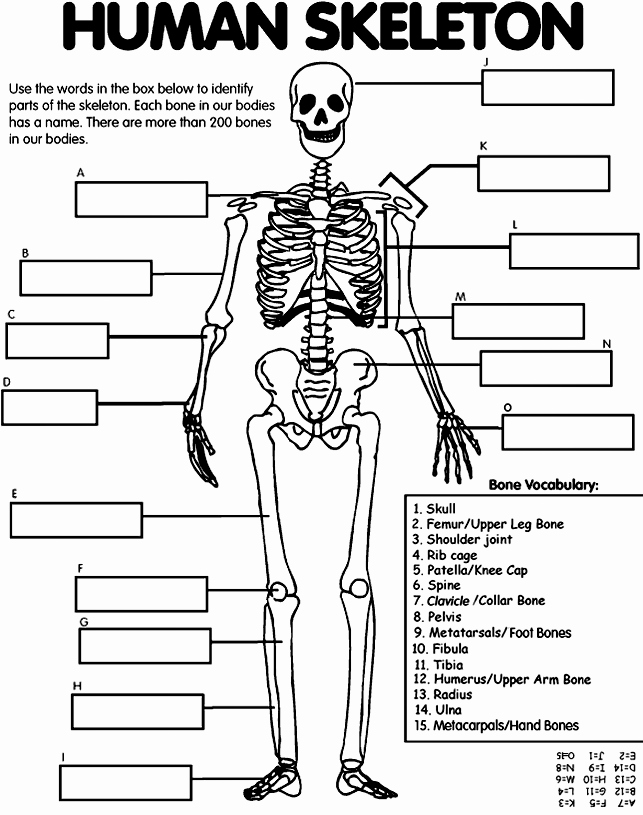 The Skeletal System Worksheet New A Teacher S Blog