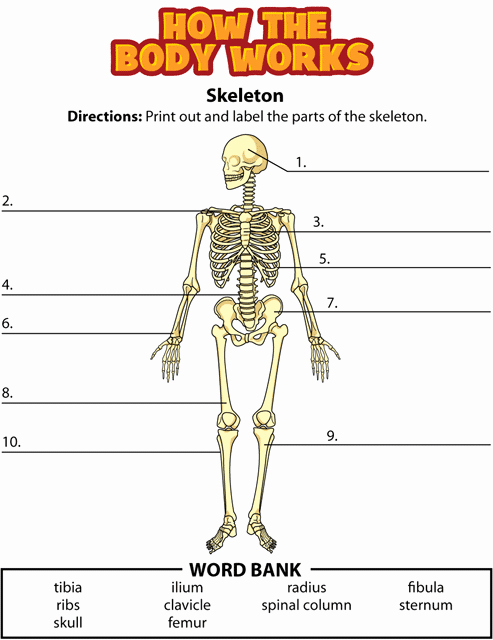 The Skeletal System Worksheet New Activity Bones