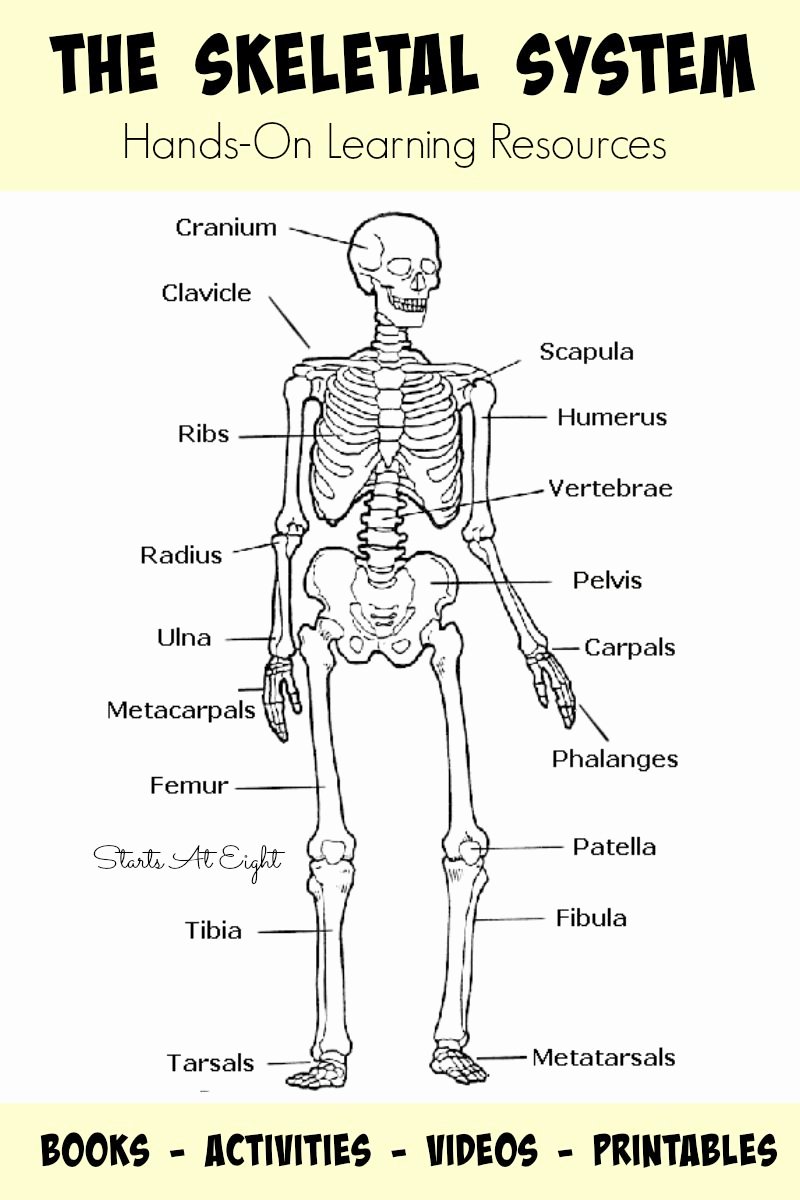 The Skeletal System Worksheet New the Skeletal System Hands Learning Resources