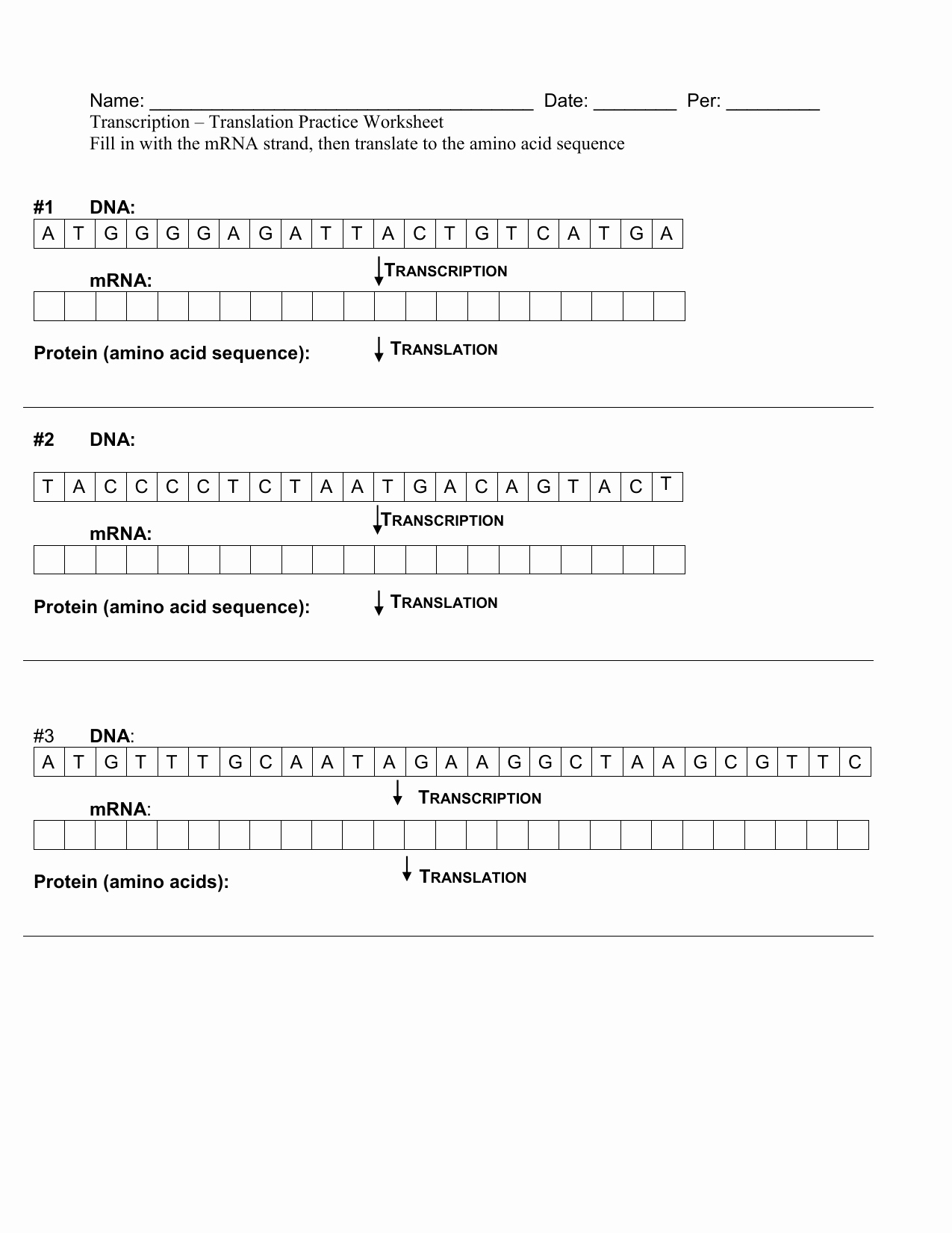 Transcription and Translation Practice Worksheet Best Of Transcription and Translation Practice Worksheet Answers
