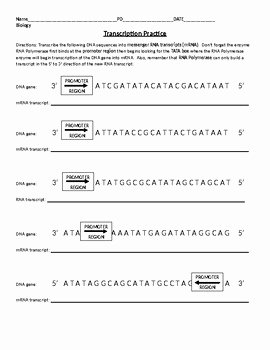 Transcription and Translation Practice Worksheet Elegant Dna Transcription and Translation Practice Worksheet with