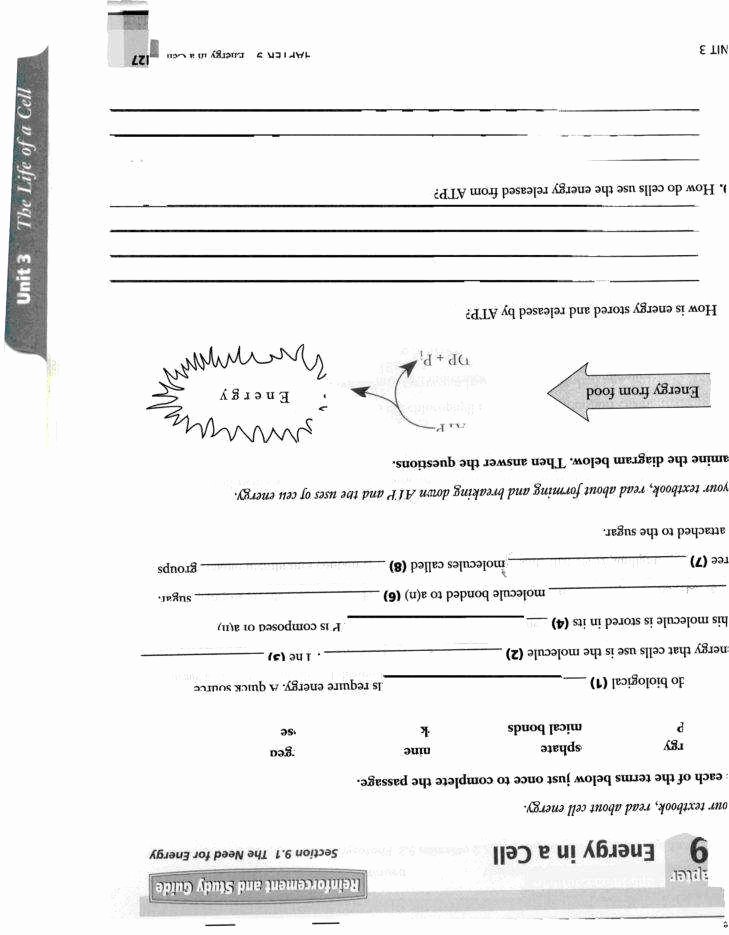 Transcription and Translation Practice Worksheet Inspirational Transcription and Translation Worksheet Answers