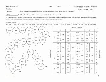 Transcription and Translation Practice Worksheet Unique Transcription and Translation Overview Worksheet by