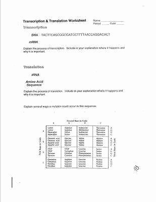 Transcription and Translation Worksheet Elegant Transcription and Translation Worksheet