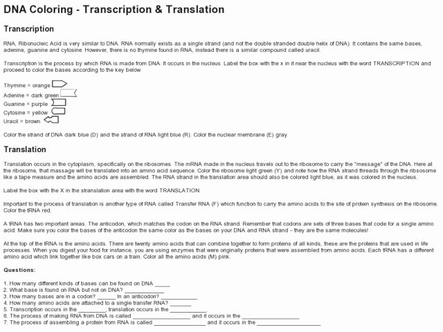 Transcription and Translation Worksheet Inspirational Dna Coloring Transcription and Translation Lesson Plan