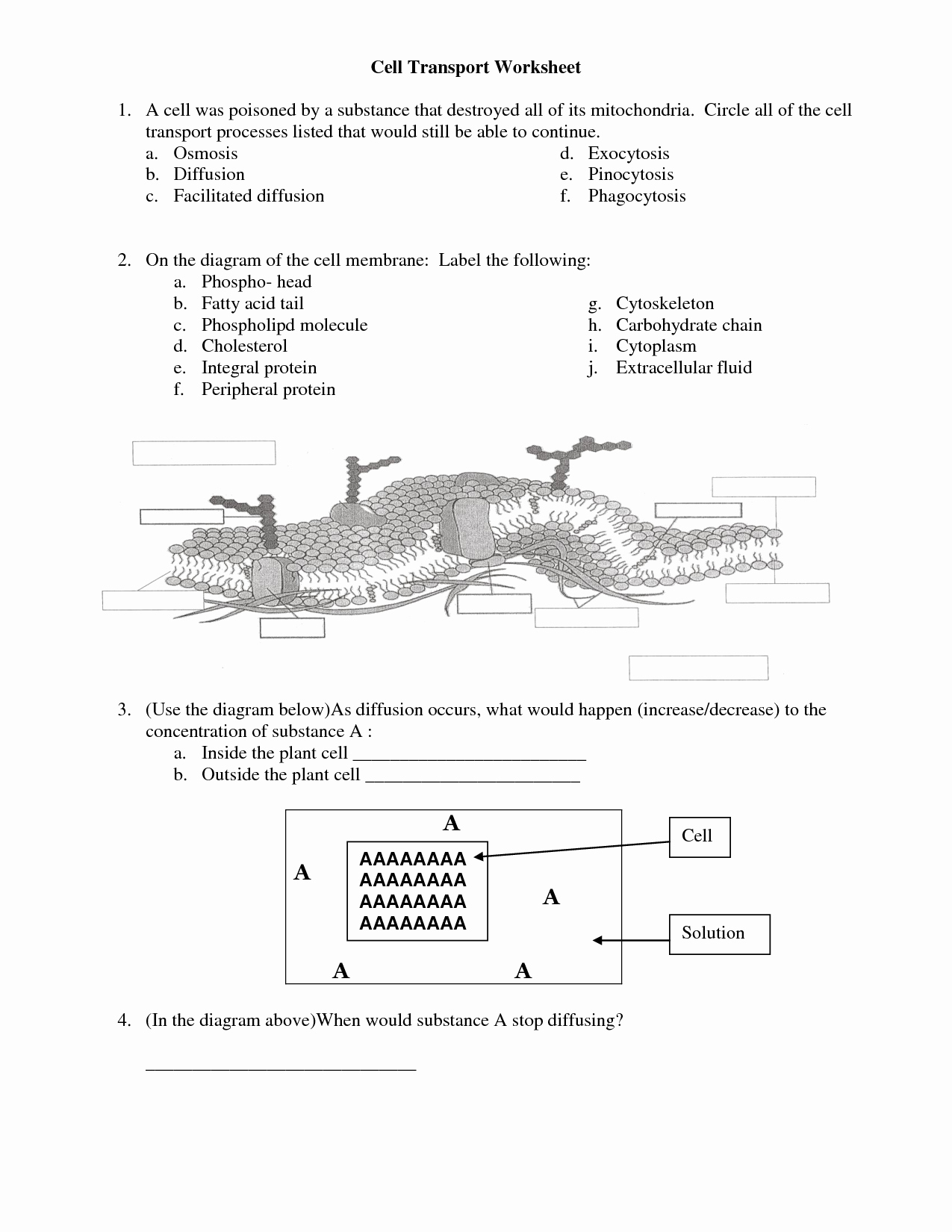 Transport In Cells Worksheet Answers Best Of 14 Best Of Cell Structure and Function Worksheet