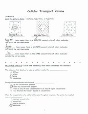 Transport In Cells Worksheet Answers Best Of Cell Transport Review Key 3 Cellular Transport Review