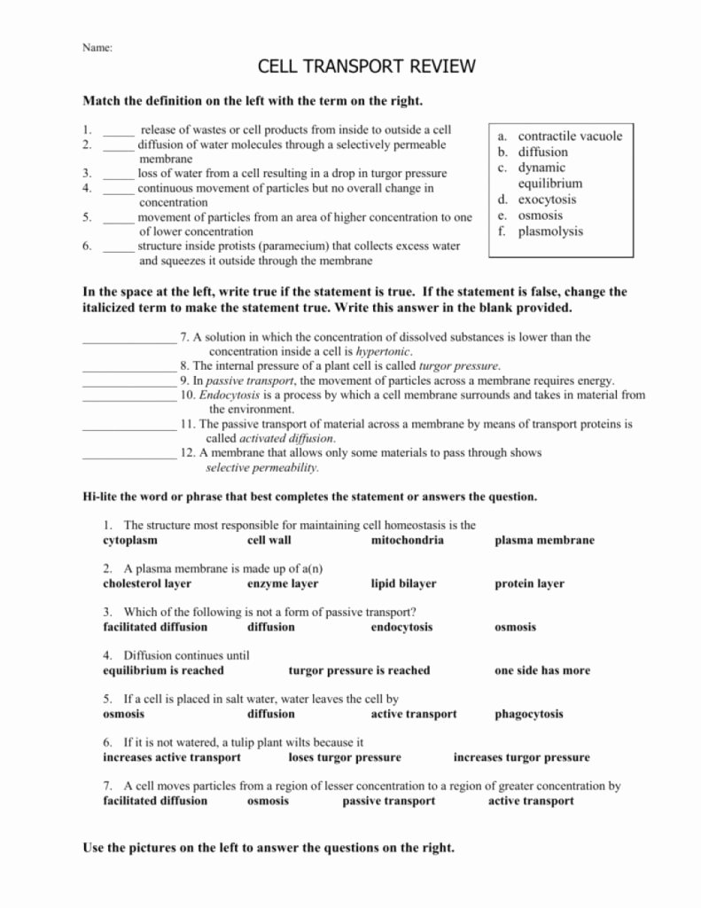 Transport In Cells Worksheet Answers Best Of the Latest Template Of Cell Transport Worksheet From 5