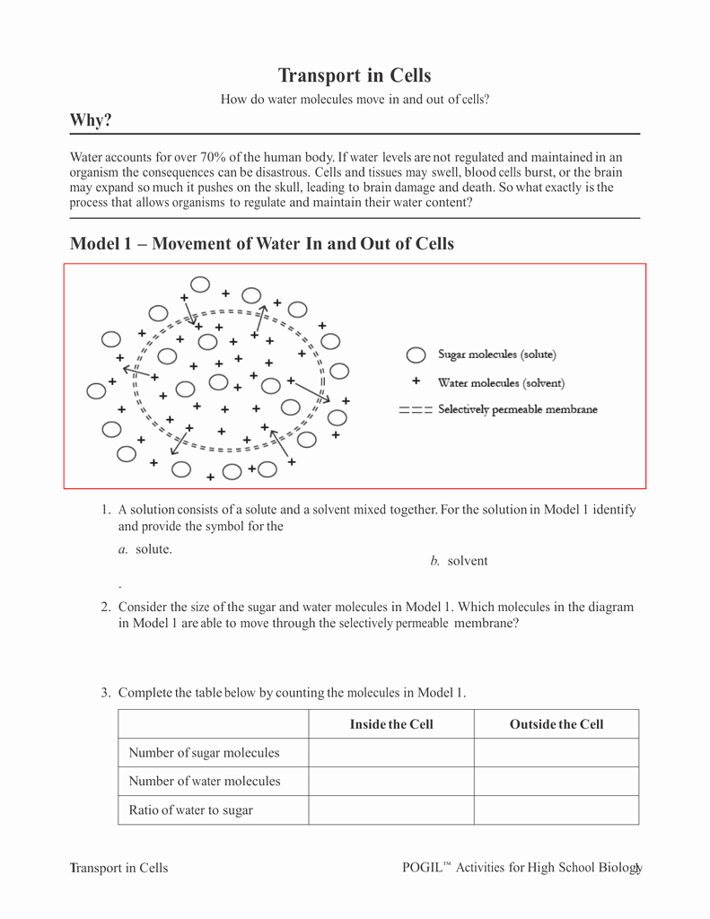 Transport In Cells Worksheet Answers Luxury Transport In Cells Worksheet Answers
